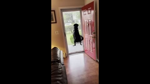 Dog literally hops for Joy when owner's dad come to visit