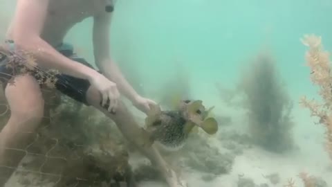 Pufferfish waits by its trapped friend while a diver uses a