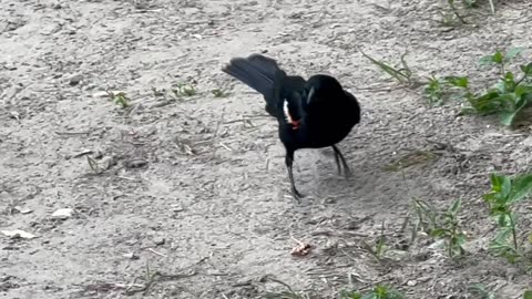 Red-Wing Black Bird has trust issues with the guy behind the camera