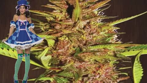 Pakistan Chitral Kush – Ace Seeds