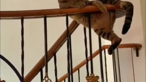 The handsome cat sits on the railing