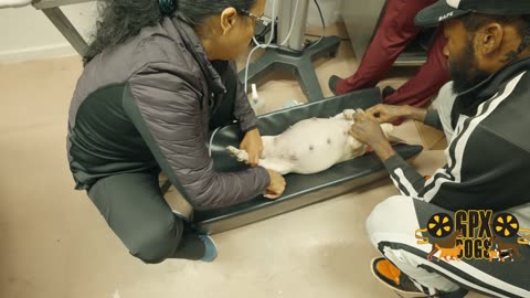 French Bulldog Ultrasound (5 Puppies)