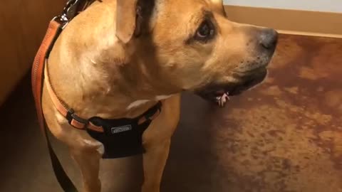 Dog complains to mama at vets 😁
