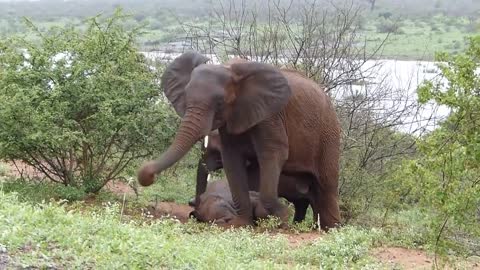 Elephants (almost) drowning while crossing the River