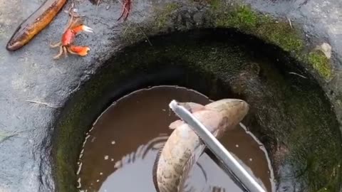 WoW! Catching Seafood Videos (Fish, Crab, Octopus...) - Amazing Fishing Videos #2