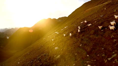 flock of sheep. group of white sheep. herd of animals. aerial view. landscape