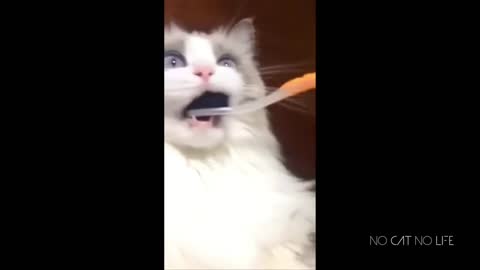 Cat brushing teeth funny 😁