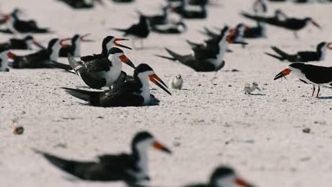 Adult black skimmer feeding a chick at St. Pete Beach, Florida