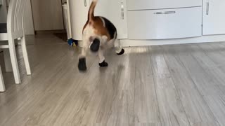 Beagle Is Still Getting Used to New Booties