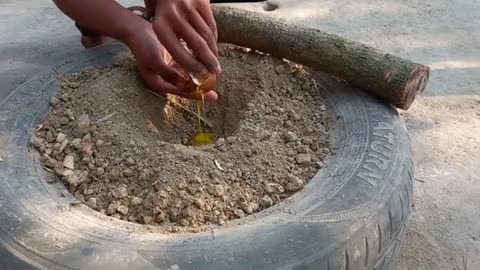 How to plant Mango