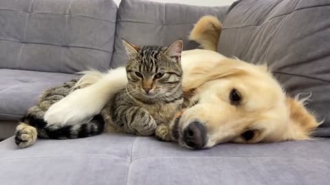 Golden dog trying to be friend with little beautiful kitty