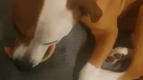 Dog eating watermelon like human