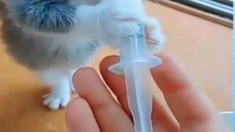 Baby cats - cute and funny cats videos #Shorts