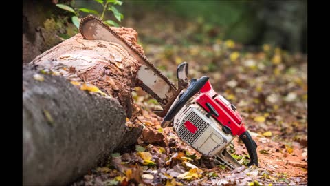 Beautiful Tree Service - (407) 904-5595