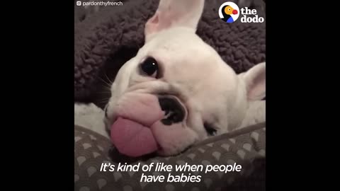 Abandoned French Bulldog with Cancer Finds PERFECT Mom | The Dodo Daily