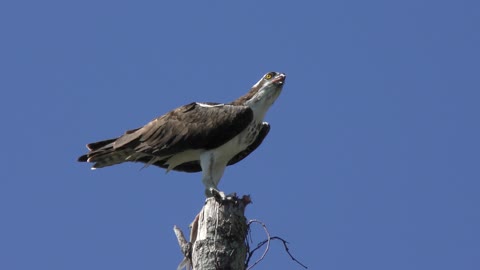 osprey feeding on fish