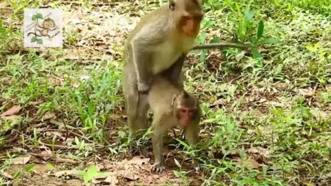 Young Monkey Funny