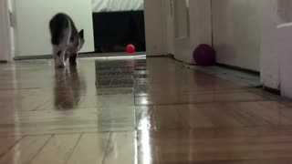 Cat Loves to Play with Her Orange Ball