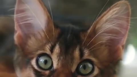 Look How This Cat Is Moving Her Eyes