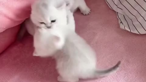 "Claws Out: Intense Cat Battles Unleashed!"😻