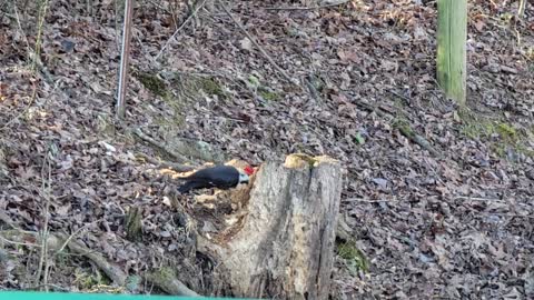 Woodpecker pecking wood