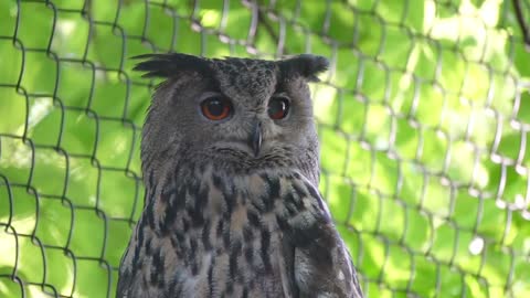 Owl sitting in the zoo