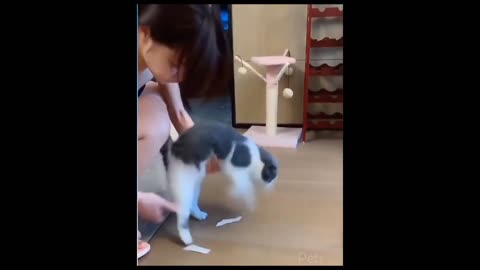 Try Not to Laugh Animals - Funniest Cat and Dogs Videos - Funny Animal Videos 2023