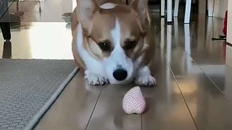 The dog is eating strawberries