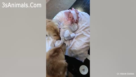 Adorable dog Reaction to owner crying