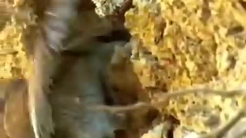 A snake surprised a bird in the nest