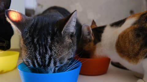 Baby Cats Eating Food Her Friends So Sweet