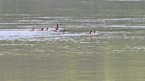 Young goosander chicks on a big river / small waterfowl on a river / cute goosander chicks.