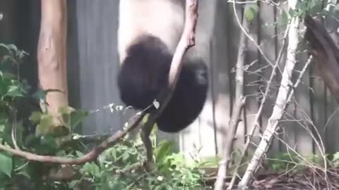 Baby Panda - Cute And Funny Baby Panda Videos Compilation #1