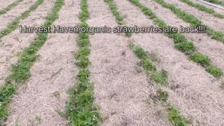 Harvest Haven Strawberries – Sweet and Flavorful