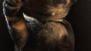Black puppy on owners lap licking paws