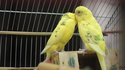 The most beautiful birds in love