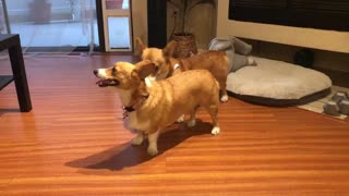 Cute corgi fun