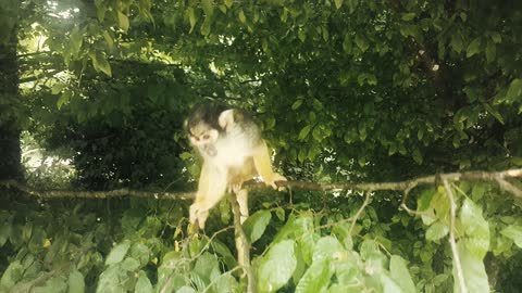 Cute Monkey Enjoying In The Tree Funny Baby Monkey Video