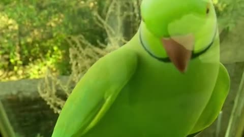 Beautiful Parrot looking at the window