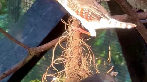 Aviary Birds - finches bird