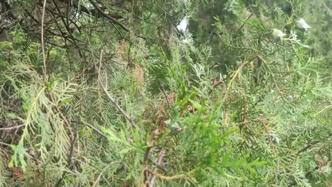 Coniferous pine tree covered with fruit