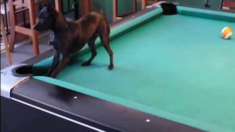 WATCH : Dog Playing Pool. 😂