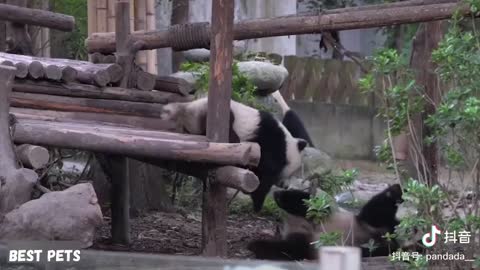 Aww Funny And Cute Panda Compilation Best Pets Video 2020