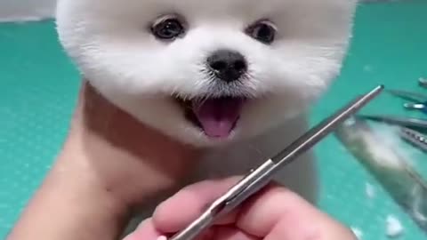 Cute Dog Hair Cut | Funny Clips of Cute Puppy |