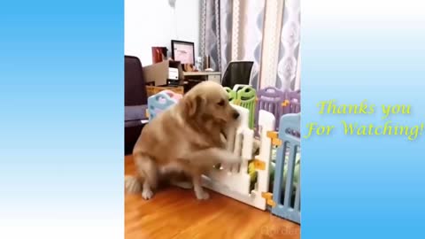 Cute Cats and Funny Dogs Videos 2021