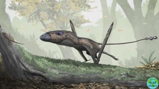 Dimorphodon: A small pterosaur with a big head