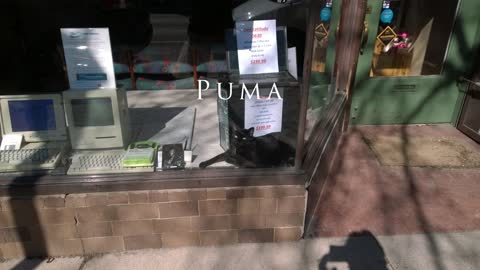 Puma - The Wonder Cat