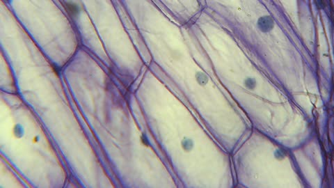 Onion under a microscope