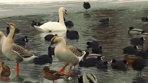 Video Of Avian