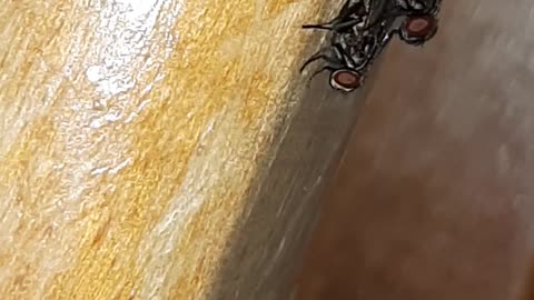 TWO FLY MAKING LOVE